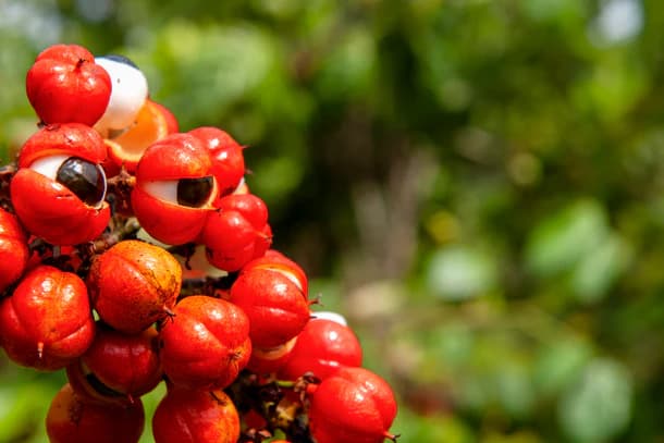 Guarana Seed